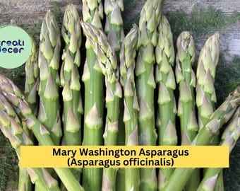 10 Mary Washington Asparagus Crowns – 2 Year Old Green Asparagus Bare Root Plants, Hand Picked Perennial Vegetables for Home Gardens