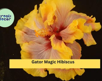 Gator Magic Hibiscus – Tropical Hibiscus rosa-sinensis Live Rooted Starter Plant, Ships Bare Root, Exotic Flowering Houseplant