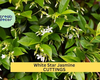 5 White Star Jasmine Cuttings – Fragrant Flowering Vine Starter for Garden, Fence or Pot – Easy to Root & Grow – USA