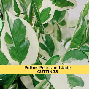 May include: Close-up of a Pothos Pearls and Jade plant with variegated green and white leaves. The plant is a popular houseplant and is known for its easy care and attractive foliage.