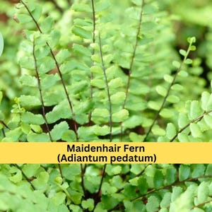 Maidenhair Fern 20 Live Roots – Adiantum pedatum – Hardy Shade Fern Rhizomes for Planting Woodland or Indoor Gardens