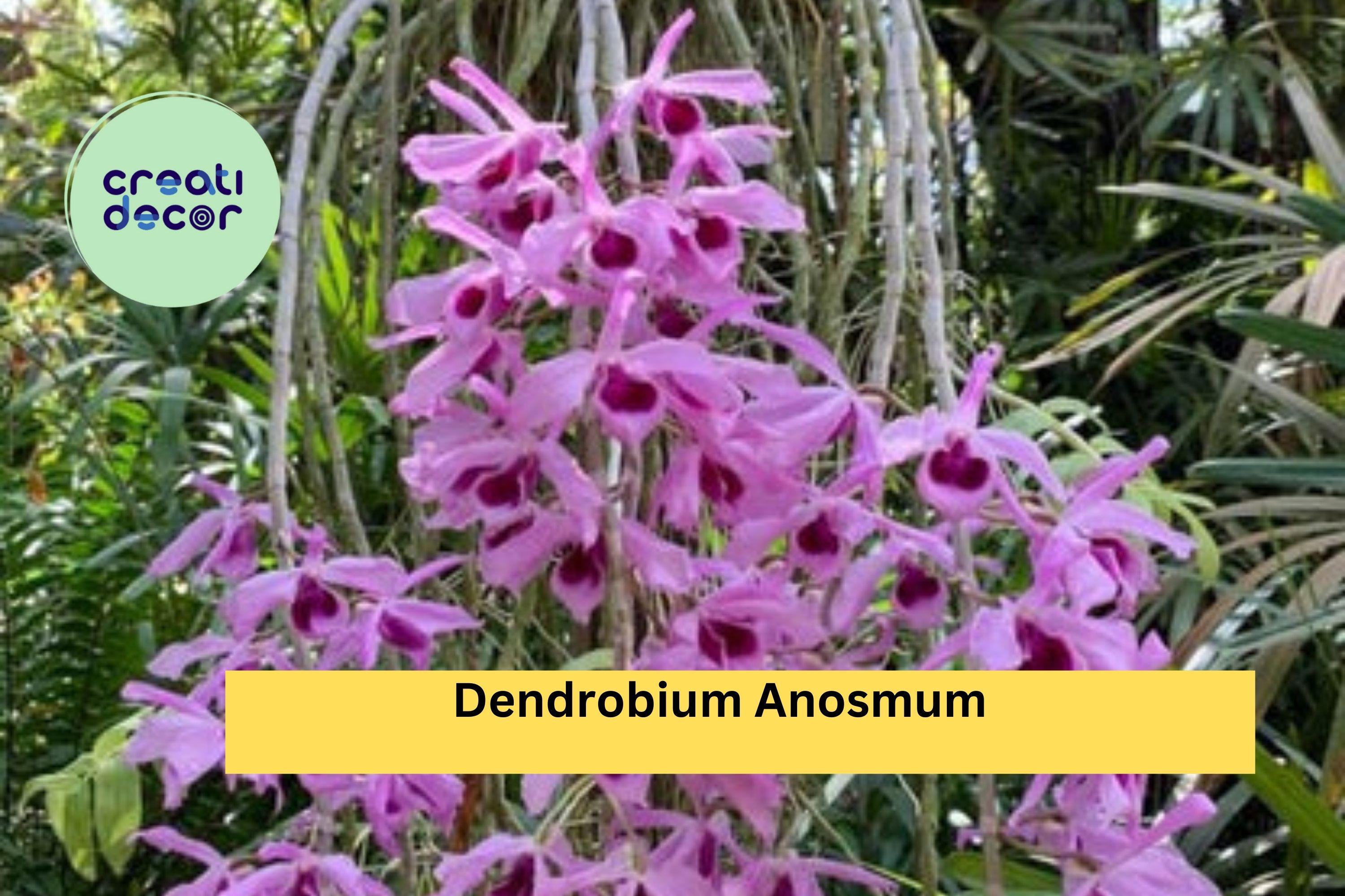 Dendrobium Anosmum Orchid | Live Plant Division | Tropical Purple