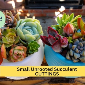 May include: Two small white and blue pots filled with a variety of unrooted succulent cuttings. The pots are sitting on a wooden surface. The text "Small Unrooted Succulent CUTTINGS" is displayed below the pots.