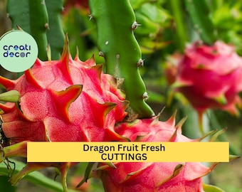 3 American Beauty Dragon Fruit Cuttings – 8–10” Unrooted Stems | Red Flesh, Self-Pollinating Hylocereus guatemalensis for Trellises or Pots