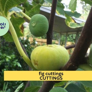 2x De La Senyora Fig Tree Cuttings Ficus Carica Self Fertile