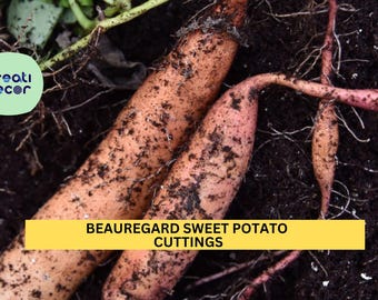 20 Beauregard Sweet Potato Slips | Ipomoea Batatas Cuttings for Planting | Shipping Mid-May | Grow Your Own Sweet Potatoes