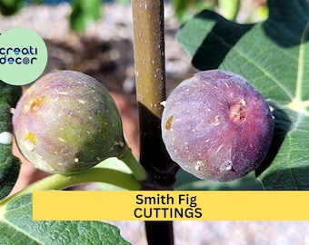 5 Smith Fig Cuttings + Free Willow Water – Premium Unrooted Hardwood Cuttings for Propagation, Rare Sweet Fig Variety – USA