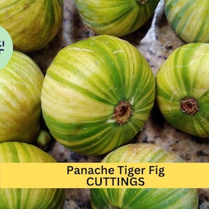 May include: Close-up of several Panache Tiger Fig cuttings. The figs have a unique pattern of green and yellow stripes. The image also includes the text "Panache Tiger Fig CUTTINGS".