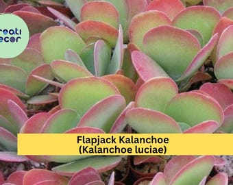 Flapjack Kalanchoe Live Succulent – Paddle Plant (Kalanchoe luciae), Colorful Rosette Houseplant, Easy Care Live Plant