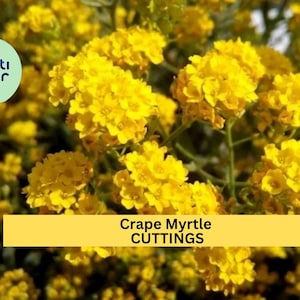May include: Close-up of vibrant yellow Crape Myrtle cuttings. The image showcases clusters of bright, clustered flowers. The text "Crape Myrtle CUTTINGS" is displayed on a yellow banner.
