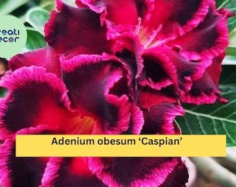 Desert Rose ‘Caspian’ – Adenium obesum – 4–6” Live Rooted Succulent Plant, Miniature Flowering Bonsai for Home or Garden
