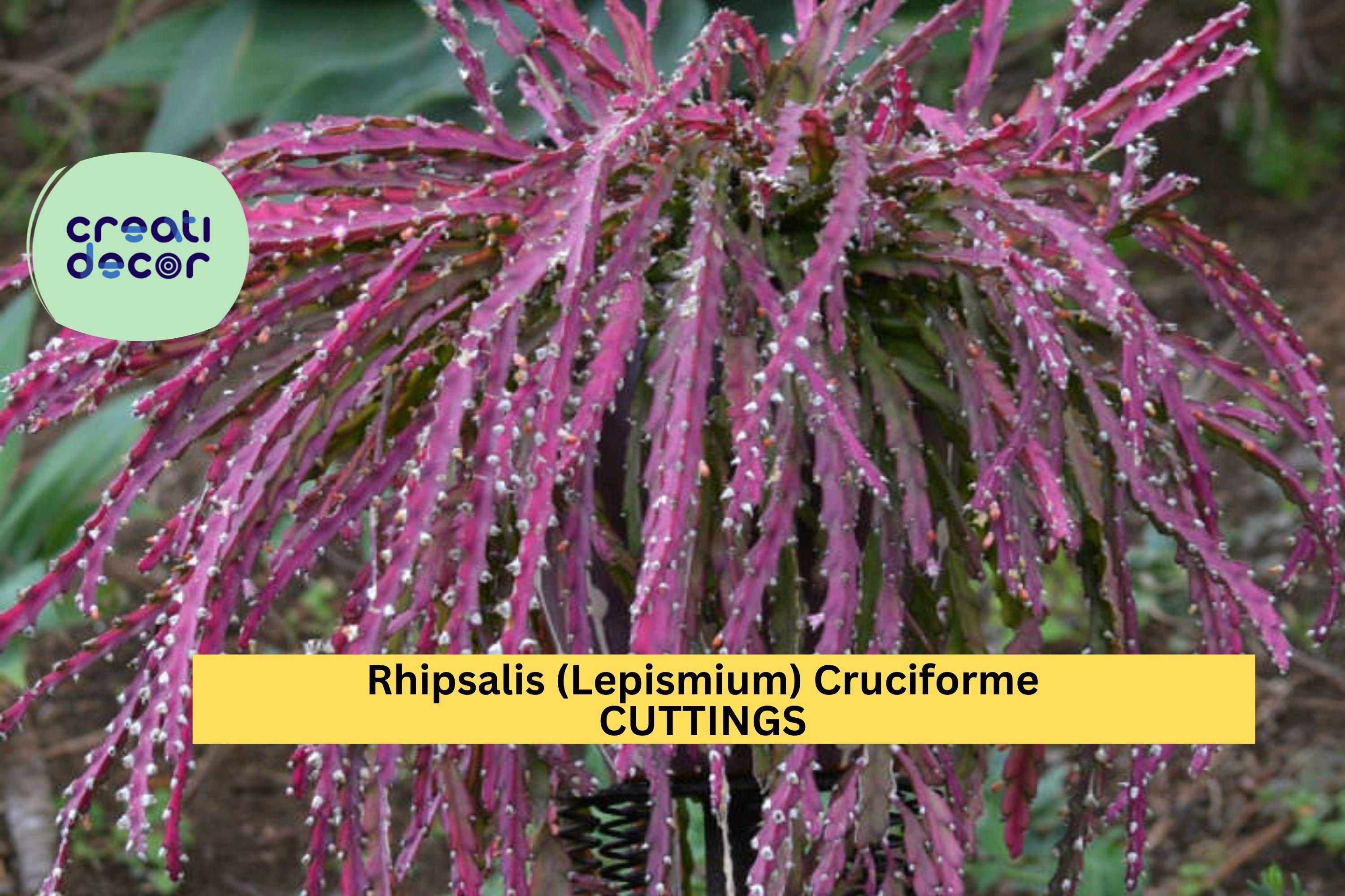 3 Rhipsalis Cruciforme Super Red Cuttings | Lepismium Jungle 
