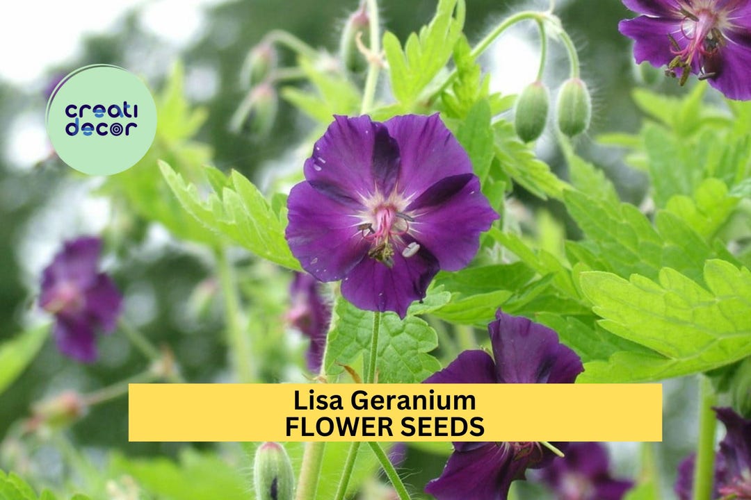 25+ Lisa Geranium Seeds – Bright Pink Compact Blooms for Garden ...