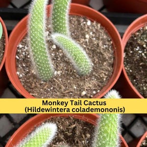 May include: Close-up of several potted Monkey Tail Cacti (Hildewintera colademononis). The cacti have long, segmented, green stems covered in small spines and white hairs. The pots are brown and filled with soil.
