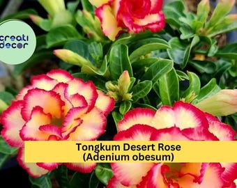 Tongkum Desert Rose | Adenium obesum | Small Rooted Seedling 4–6 Inch Live Plant