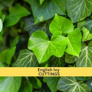 May include: Close-up of a lush green English Ivy plant with vibrant leaves. The text "English Ivy CUTTINGS" is displayed on a yellow banner.