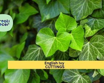 10 English Ivy Rooted Cuttings | Fast-Growing Evergreen Vine | Ready to Plant | Privacy, Ground Cover, Trellis Climber