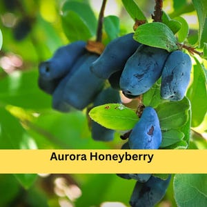 Honeyberry Plant Aurora - Etsy