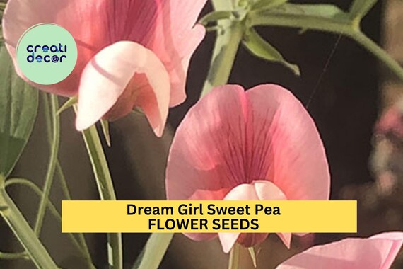 50+ Dream Girl Sweet Pea Seeds – Blush Pink & Cream Fragrant