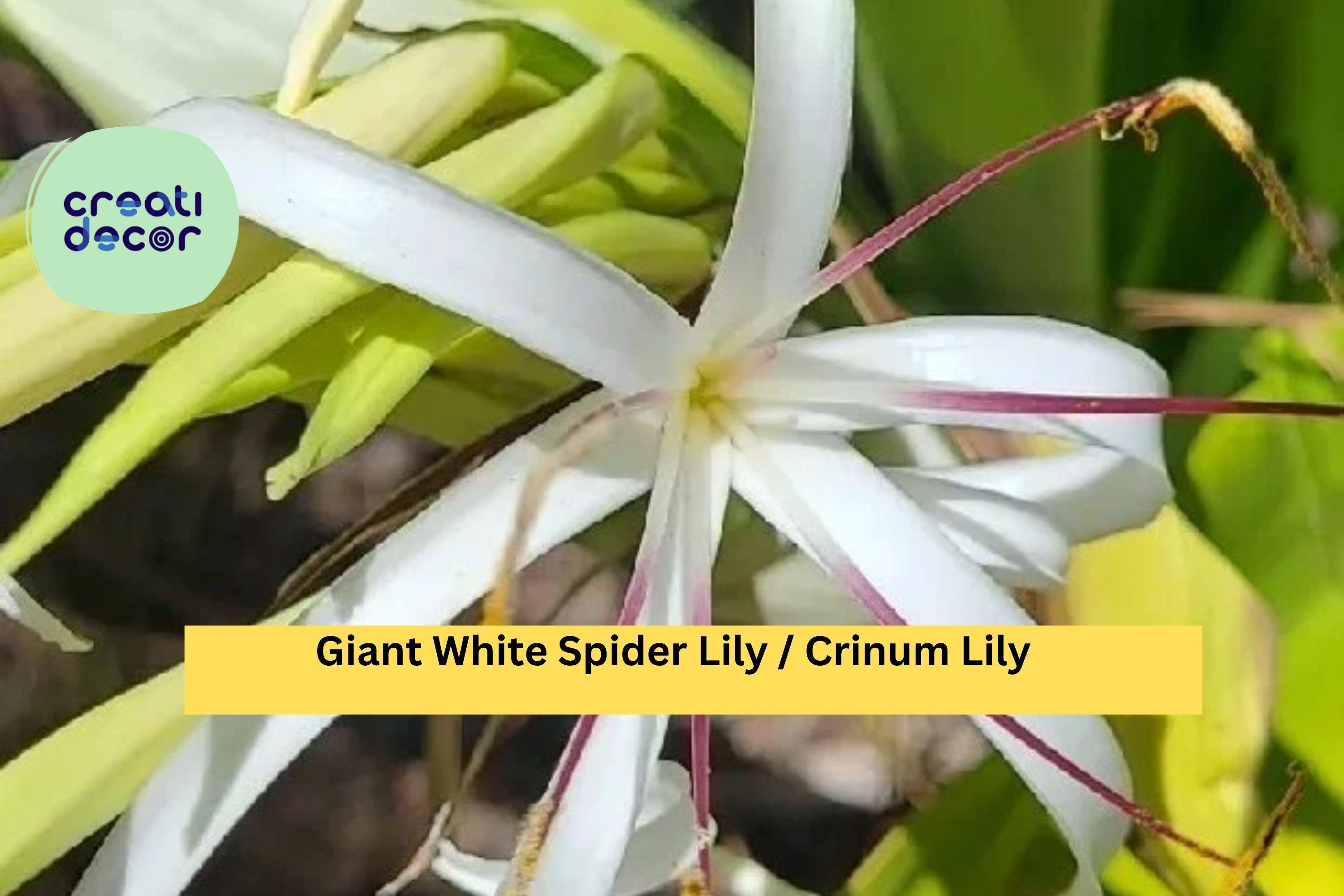 Crinum Asiaticum  2 Live Giant White Spider Lily Plants, Variegated Revert  Form, Tropical Bulb Plant for Garden or Landscape - Etsy