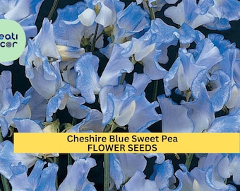 50+ Cheshire Blue Sweet Pea Seeds – Cool Blue Fragrant Blooms for Garden Planting, Climbing Vines for Trellises & Bouquets – USA