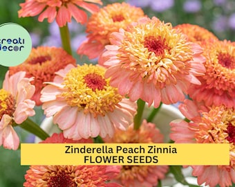 Zinderella Peach Zinnia Seeds – 100+ Double Peach Blooms – Romantic Garden Flower for Cut Bouquets, Cottage Borders & Pollinator Beds – USA