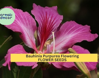 3pcs of 10seeds Bauhinia Purpurea Seeds – Purple Orchid Tree Seeds for Planting – Exotic Flowering Tree for Garden, Patio, or Landscaping