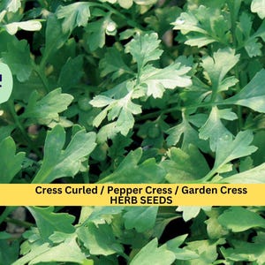 May include: Close-up of green leafy cress, also known as pepper cress or garden cress. The text "Cress Curled / Pepper Cress / Garden Cress HERB SEEDS" is displayed on a yellow banner.