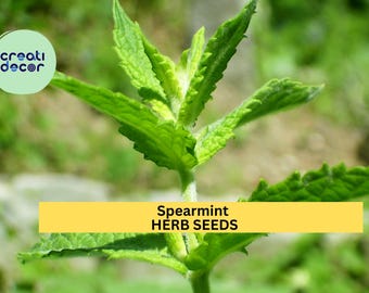 3pcs of 30mg Spearmint Herb Seeds – Fragrant Culinary & Medicinal Mint for Garden, Tea, and Containers – Seeds for Planting