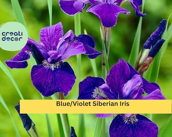 Blue/violet Siberian Iris Live Rhizomes Plants a 3-5 Root Clump - Etsy