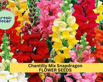 Chantilly Mix Snapdragon Seeds – 1000+ Butterfly Blooms – Tall Pastel Flowers for Cut Bouquets, Cottage Borders & Pollinator Gardens – USA