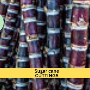 May include: Close-up of a bundle of purple and white sugar cane stalks. The text "Sugar cane CUTTINGS" is displayed on a yellow banner.