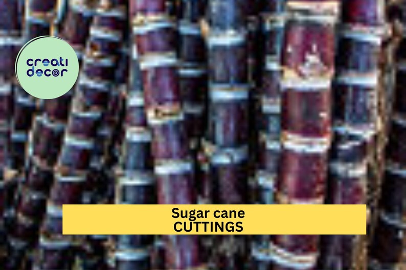 May include: Close-up of a bundle of purple and white sugar cane stalks. The text "Sugar cane CUTTINGS" is displayed on a yellow banner.