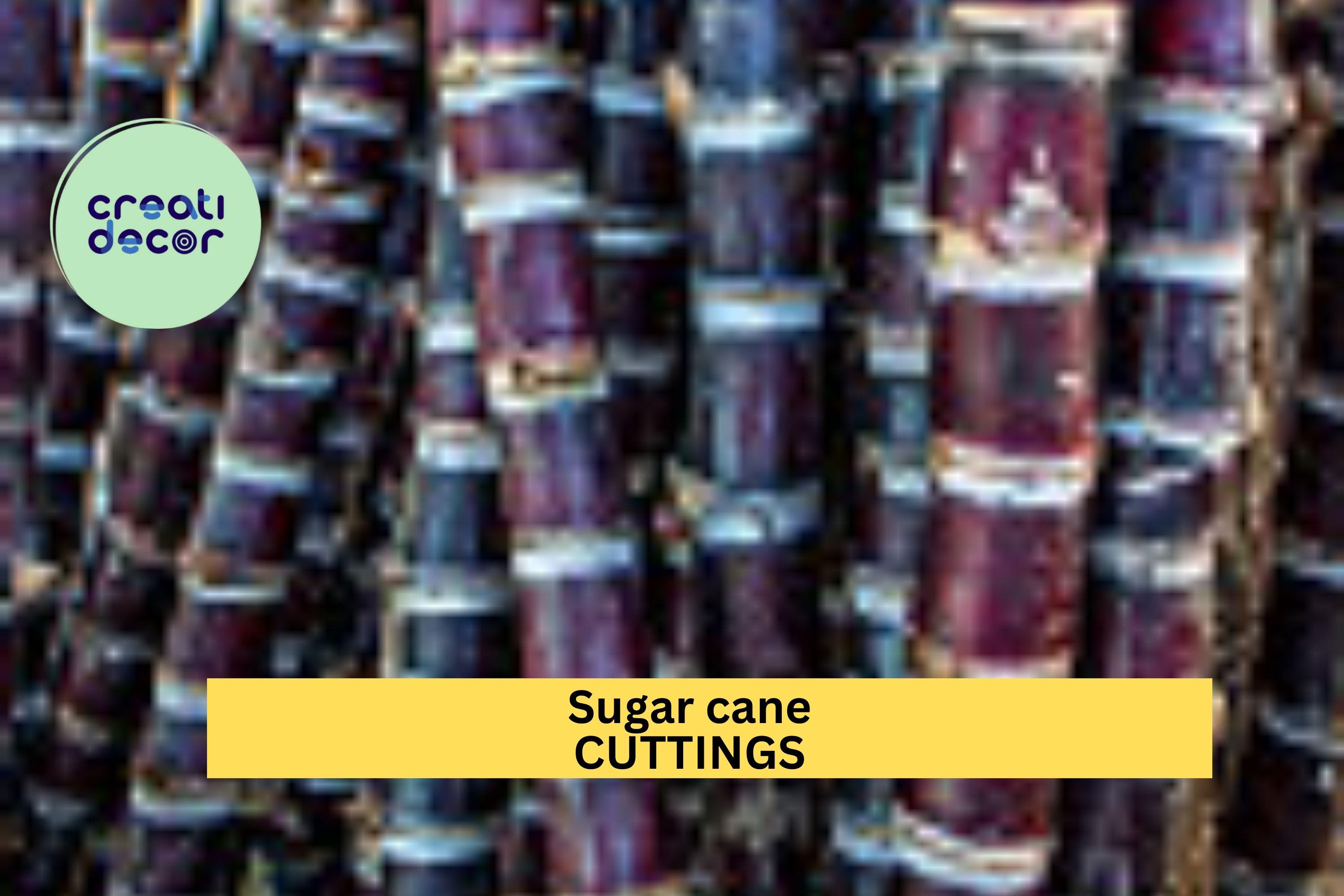 Black Sugar Cane Starter Plants | 2 Rooted Vietnamese Cuttings