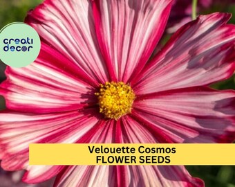 Velouette Cosmos Seeds – 200+ Crimson & White Starburst Blooms – Bold Cottage Garden Flower for Cut Bouquets, Pollinators Borders – USA