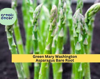 25 Mary Washington Asparagus Crowns – 2 Year Old Green Asparagus Bare Root Plants, Hand Picked Nursery Quality Perennials