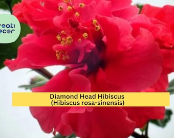 Diamond Head Hibiscus Starter Plant – Hibiscus rosa-sinensis – Small Rooted Tropical Flower Plant for Garden or Patio Pots
