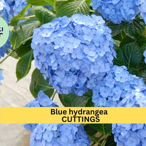 May include: Close-up of blue hydrangea flower cuttings. The flowers are in full bloom and have a vibrant blue color.
