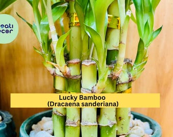 7 Lucky Bamboo Plants – Dracaena sanderiana – 4” Live Stalks for Feng Shui & Indoor Decor – Easy Care Perennial Gift Plant