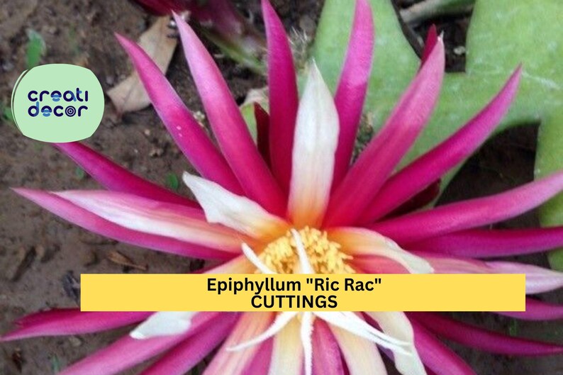 CreatiDecor Epiphyllum Ric Rac Cactus - Thumbnail 2
