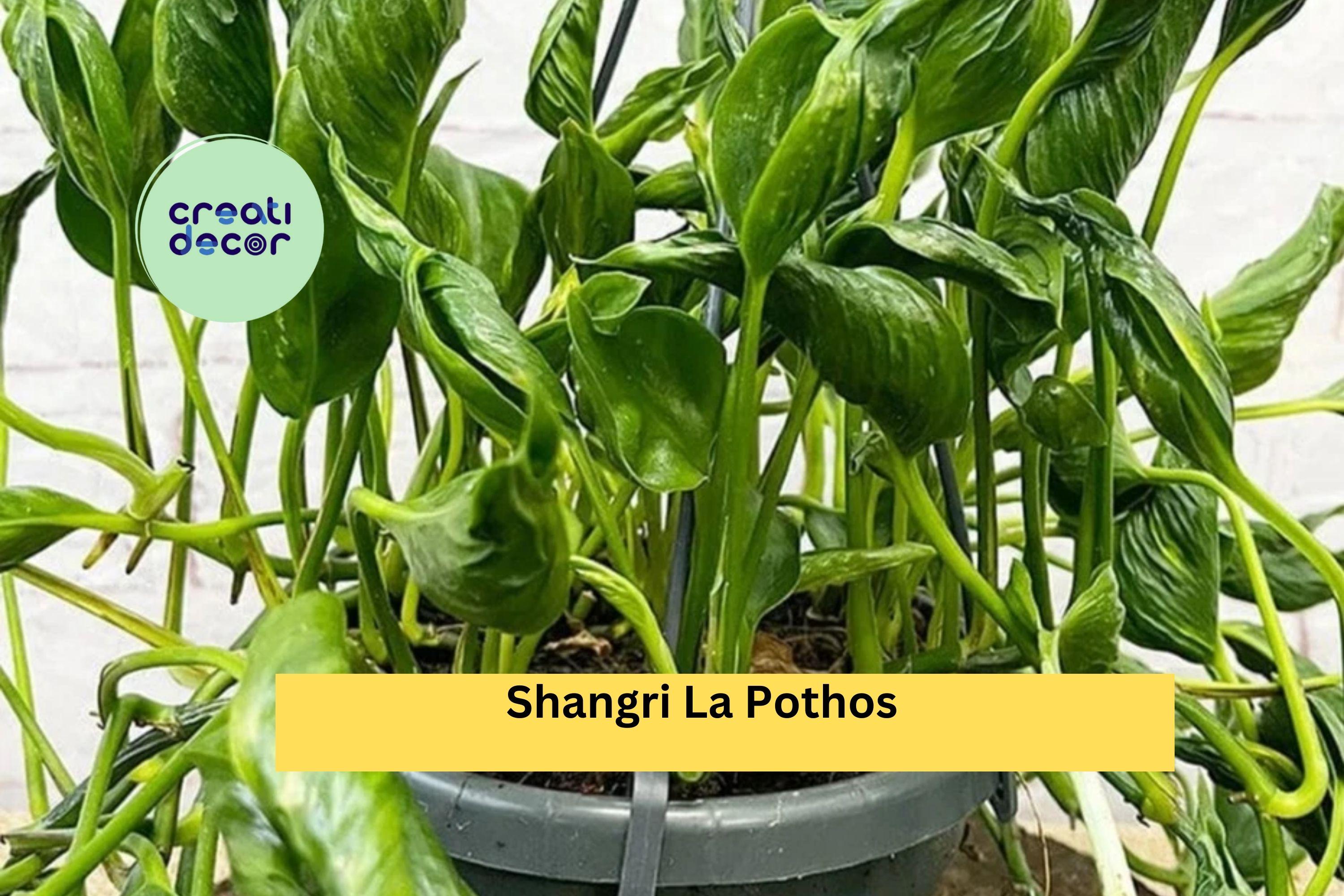 Shangri La Pothos  3 Fresh Unrooted Cuttings Epipremnum, Rare Twisted Leaf  Houseplant Starter for Indoor Pots or Hanging Baskets - Etsy