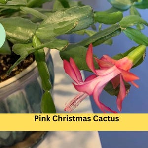 May include: A close-up of a pink Christmas cactus in a decorative pot. The plant has vibrant pink and white flowers and green, segmented stems. The pot is a light blue and green color. The image includes the text "Pink Christmas Cactus".