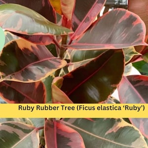 May include: Close-up of a Ruby Rubber Tree (Ficus elastica 'Ruby') with large, oval-shaped leaves. The leaves display a mix of colors, including deep burgundy, green, and pink. The text "Ruby Rubber Tree (Ficus elastica 'Ruby')" is on a yellow banner.