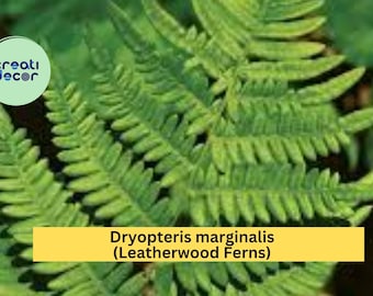 Leatherwood Fern – Dryopteris marginalis – 3 Bare Root Native Woodland Ferns, Hardy Shade Perennial for Natural Garden Borders
