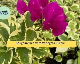 Vera Variegata Purple Bougainvillea – Live Starter Plant – Colorful Variegated Foliage and Purple Blooms – Tropical Flower Vine