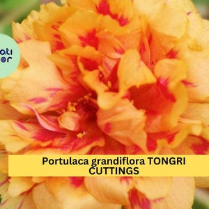 May include: Close-up of a vibrant Portulaca grandiflora flower with layers of yellow and orange petals, accented by red streaks. The image includes the text "Portulaca grandiflora TONGRI CUTTINGS" on a yellow banner, and a green and white logo.