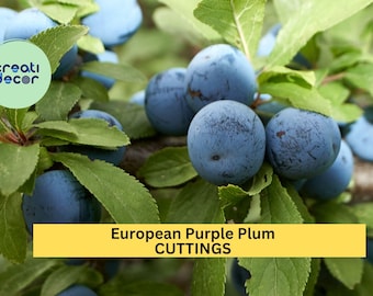 European Purple Plum Live Plant | 1 Rooted Cutting | Sweet Edible Fruit Tree Starter | Prunus Domestica | Ships from USA