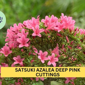 Rhododendron Indicum - Etsy