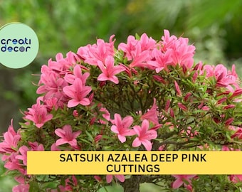 Satsuki Azalea Deep Pink 5 Cuttings | Rhododendron Indicum Starter Wood | Bonsai or Garden Flowering Shrub | USA Seller