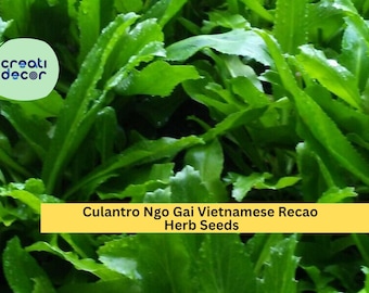 3pcs x 100 Culantro Ngo Gai Seeds – Vietnamese Recao for Garden, Container, or Herb Bed – Tropical Culinary Herb